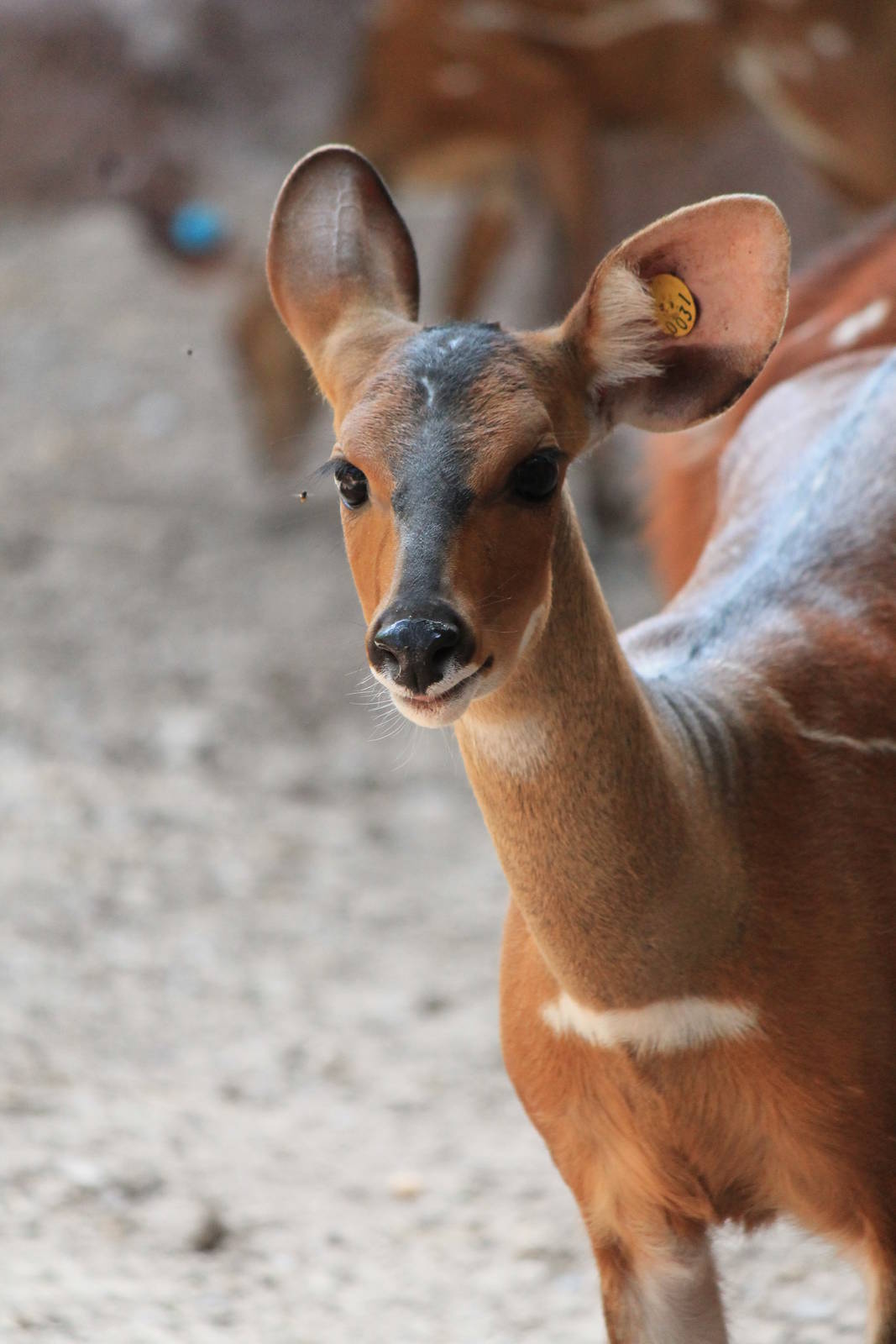 West African Bushbuck
