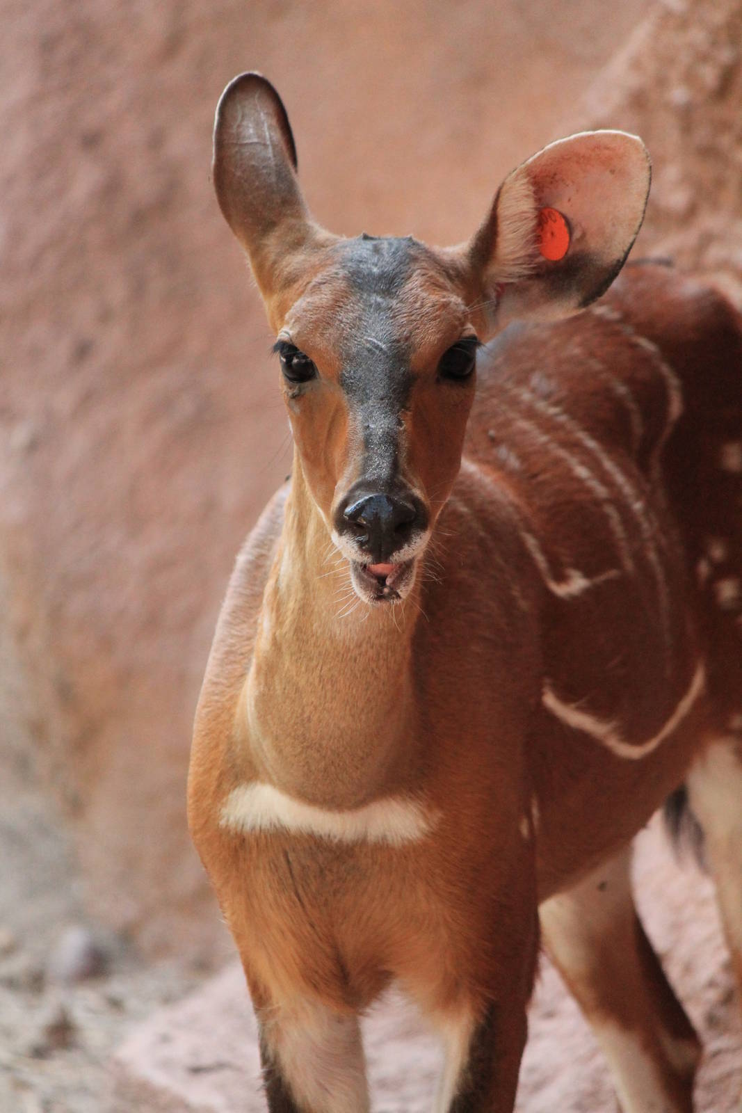West African Bushbuck