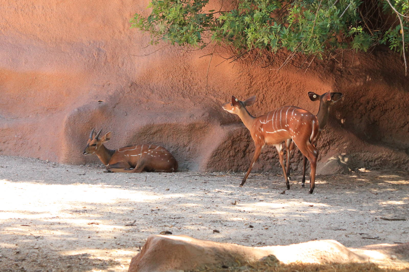 West African Bushbuck
