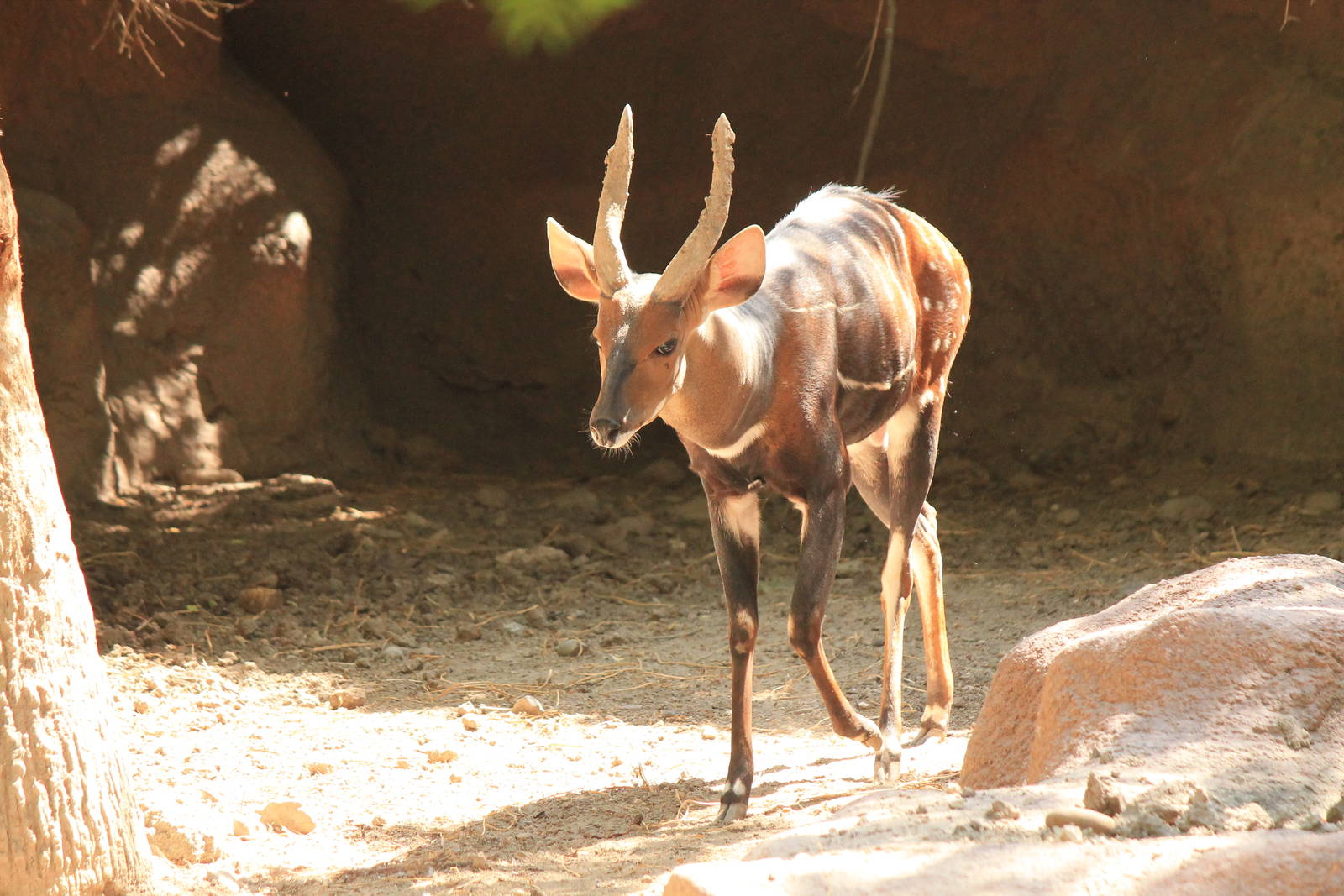 West African Bushbuck