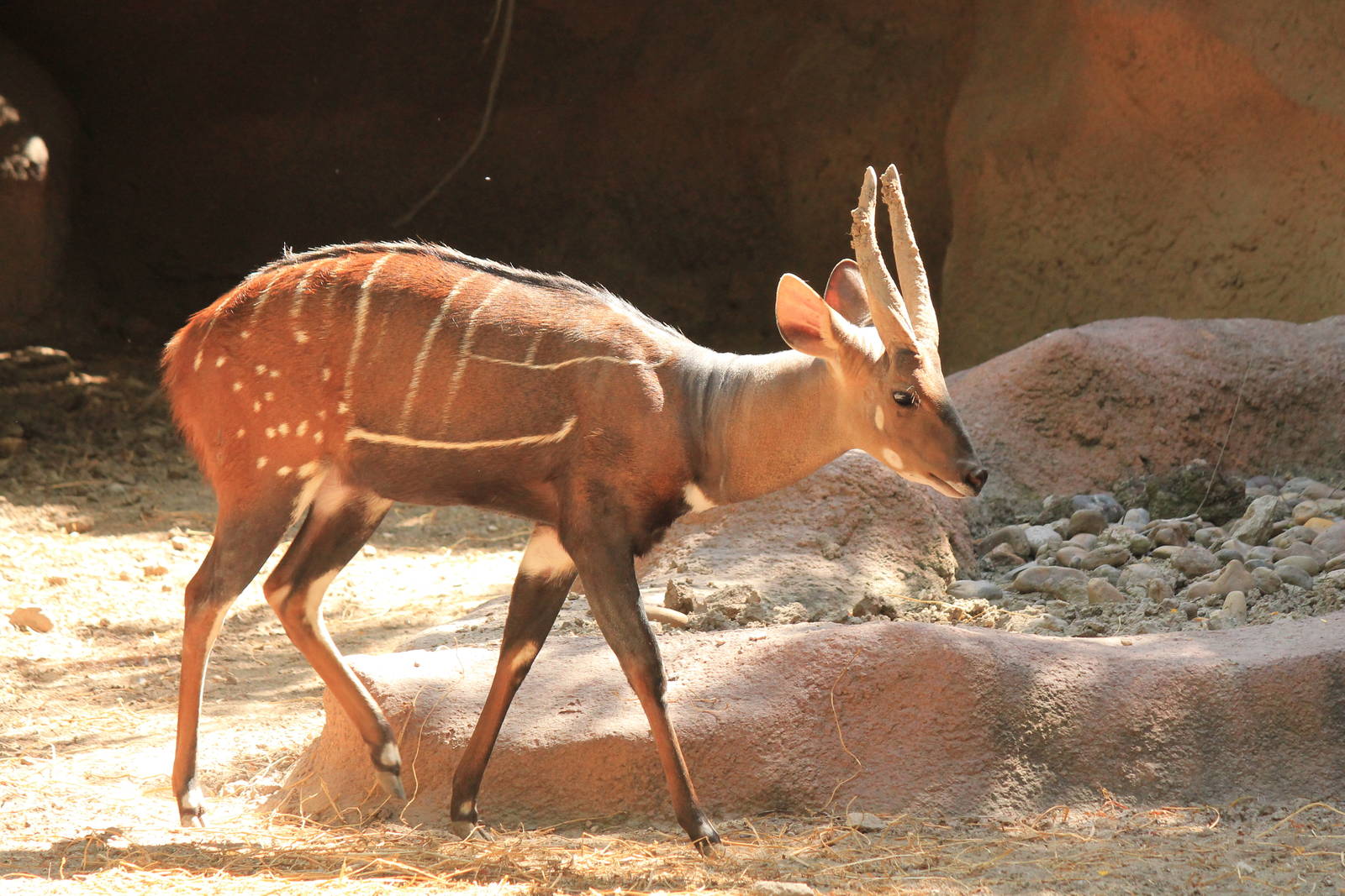 West African Bushbuck