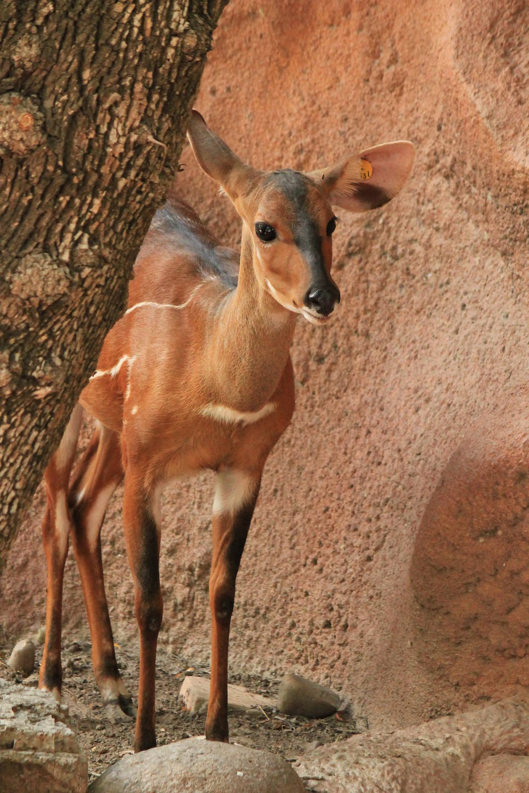 West African Bushbuck