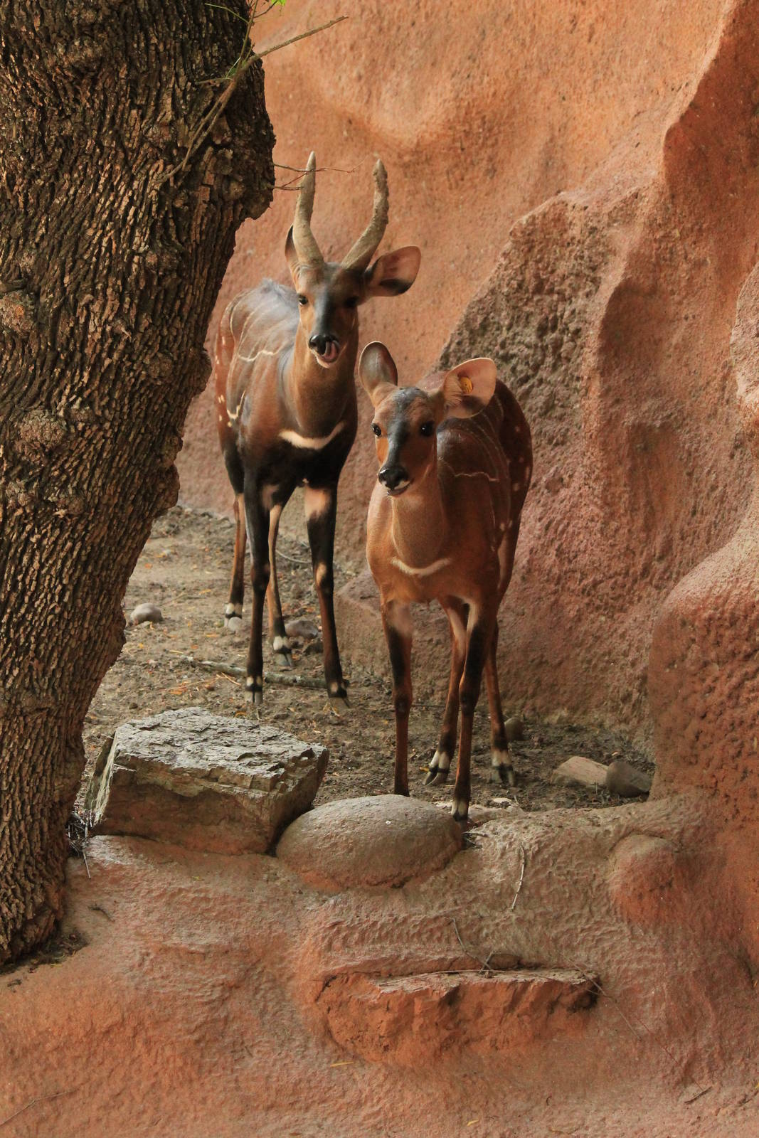 West African Bushbuck