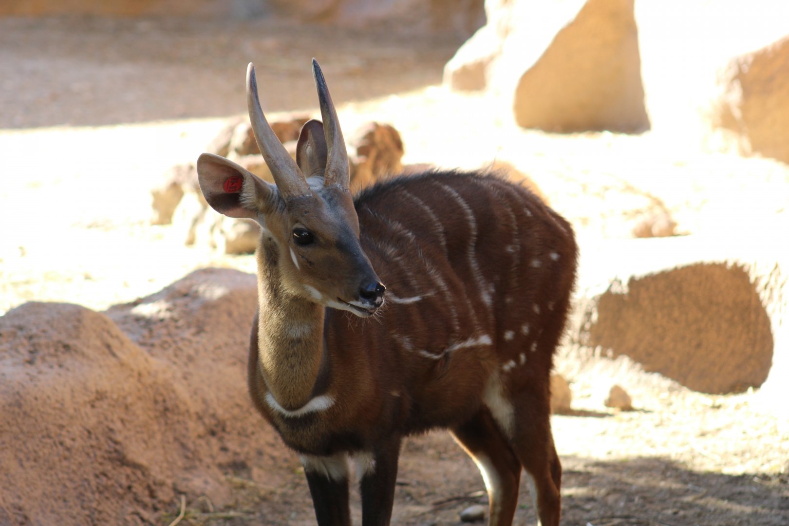 West African Bushbuck