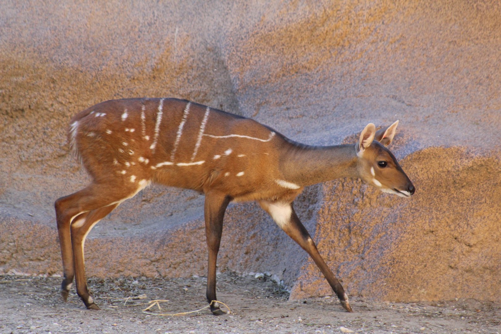 West African Bushbuck