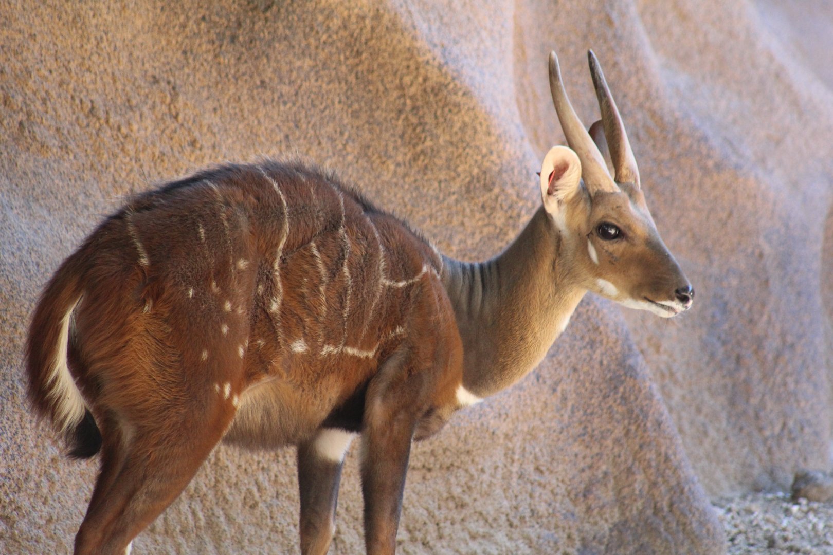 West African Bushbuck