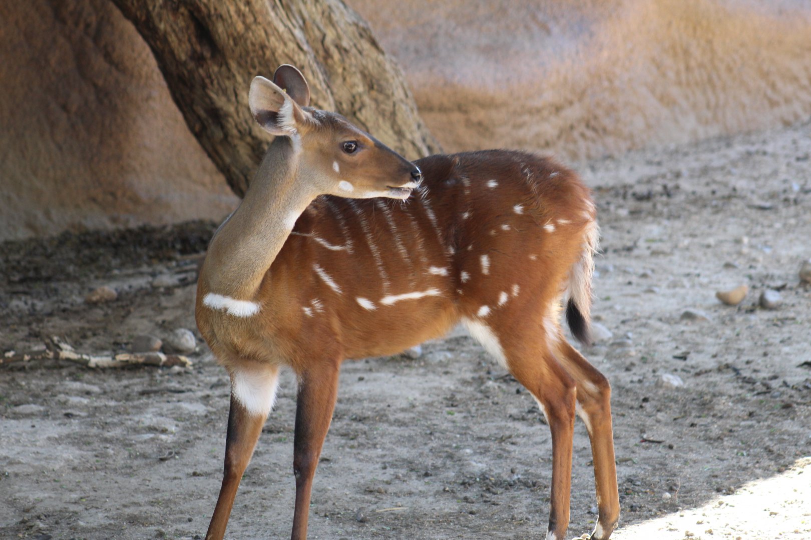 West African Bushbuck