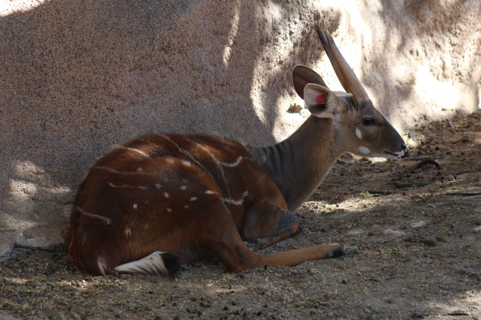 West African Bushbuck