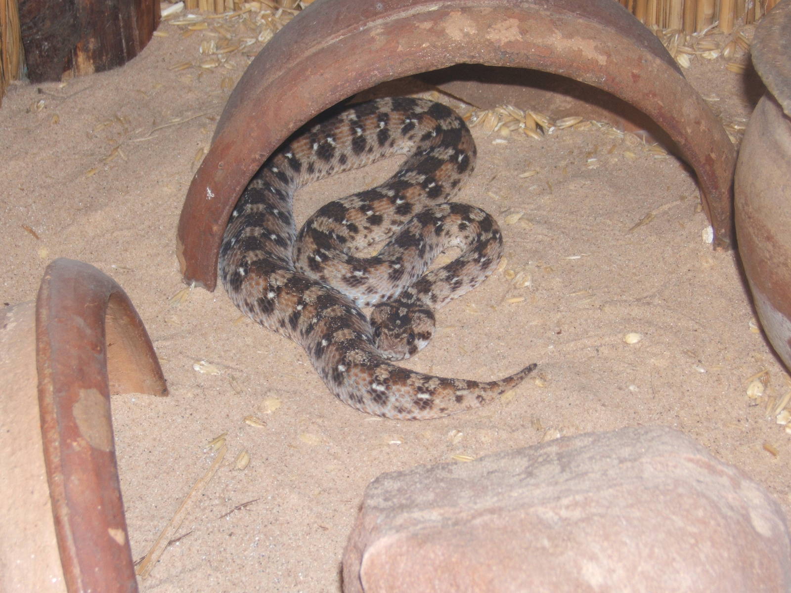 West African Carpet Viper (Echis ocellatus)