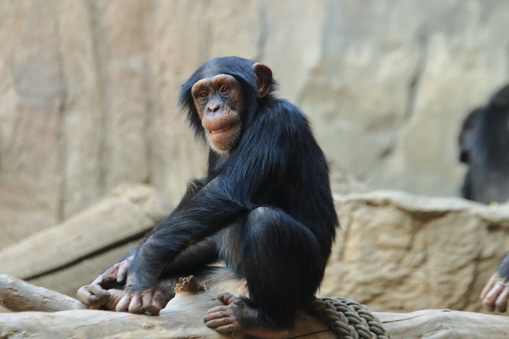 West african chimpanzee (August 2020)