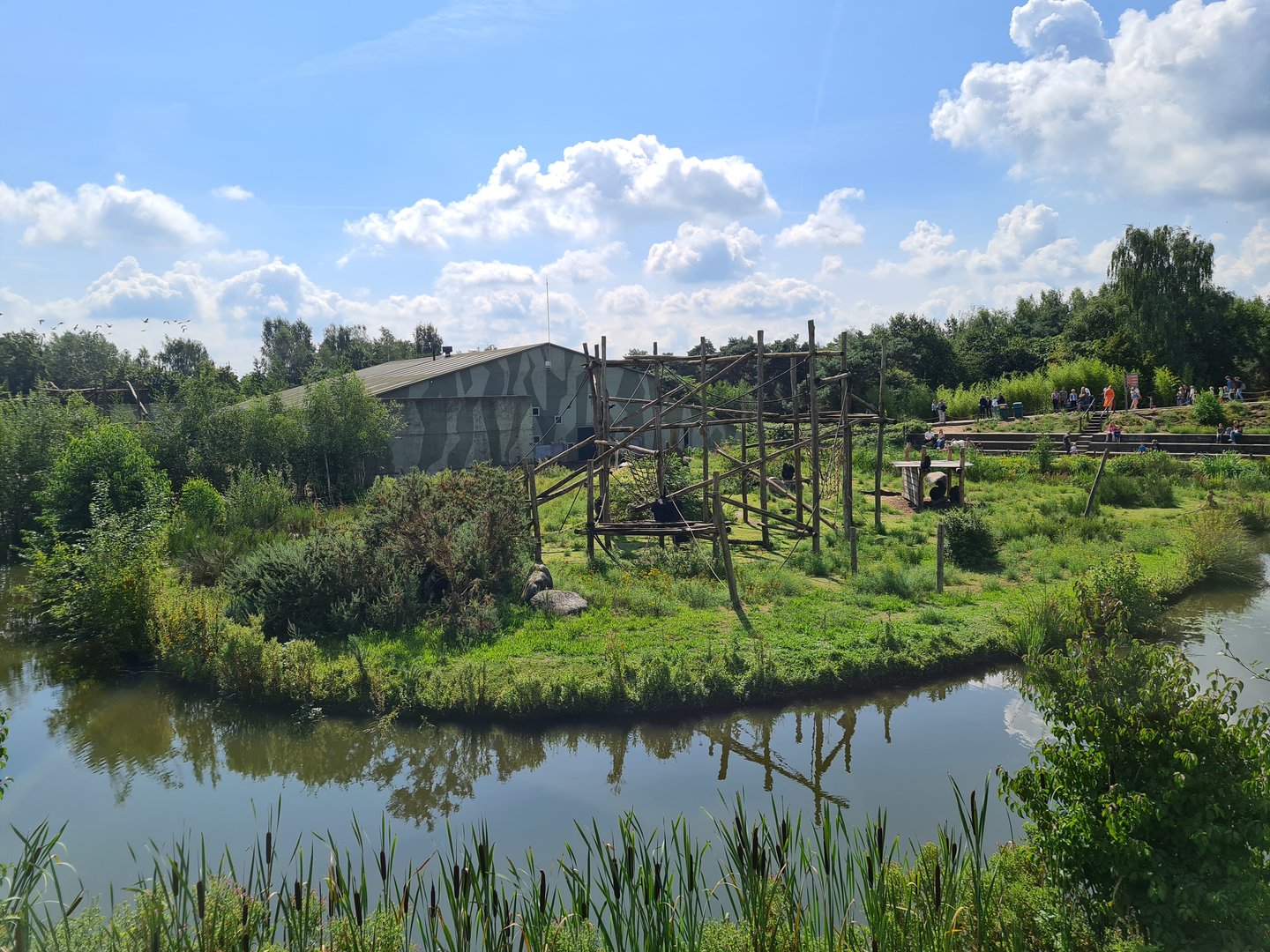 West African Chimpanzee island