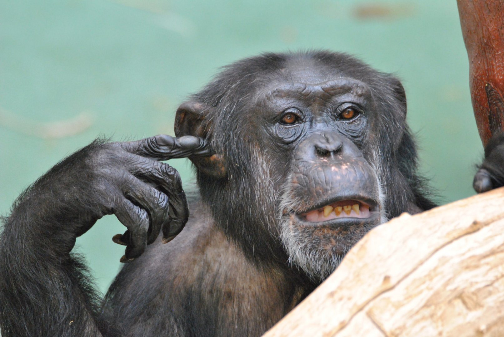 West-african chimpanzee (Pan troglodytes verus)