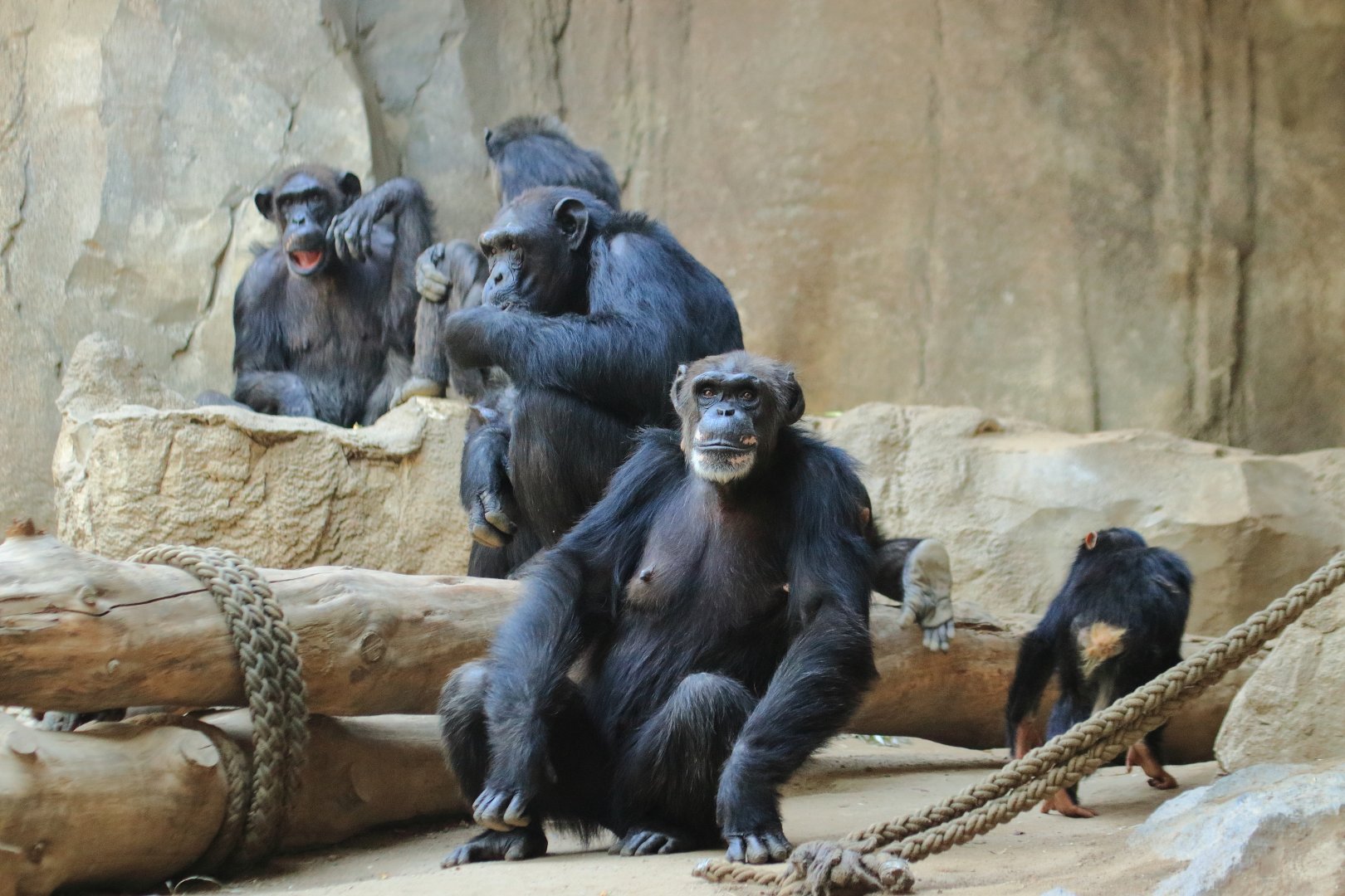 West african chimpanzees (August 2020)