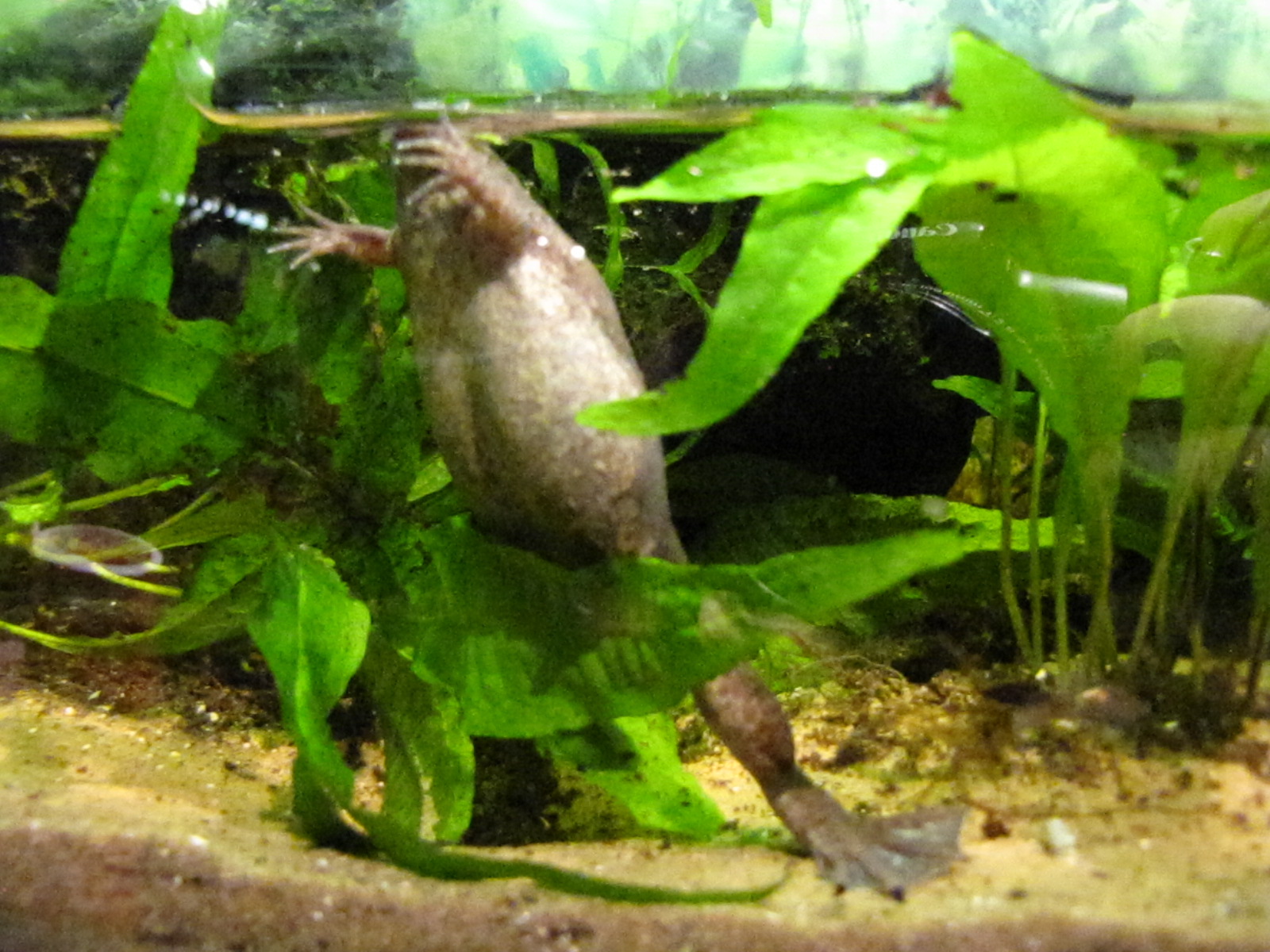 West African Clawed Frog