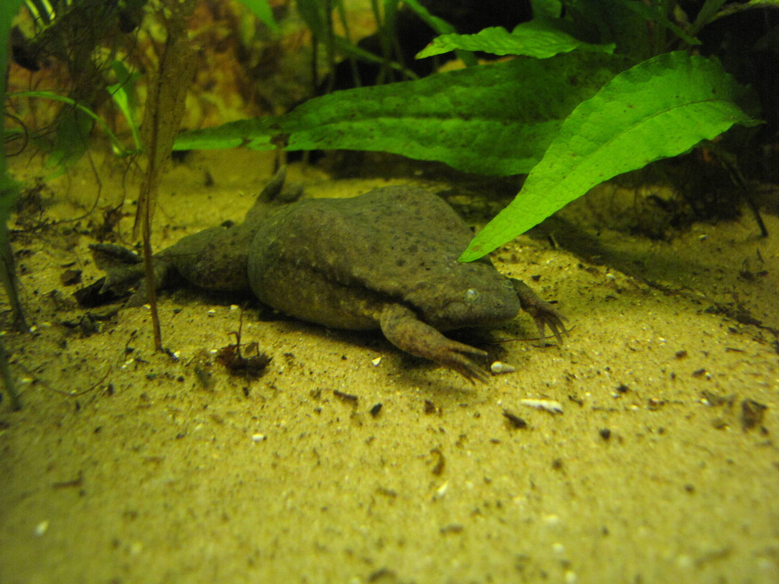 West African Clawed Frog