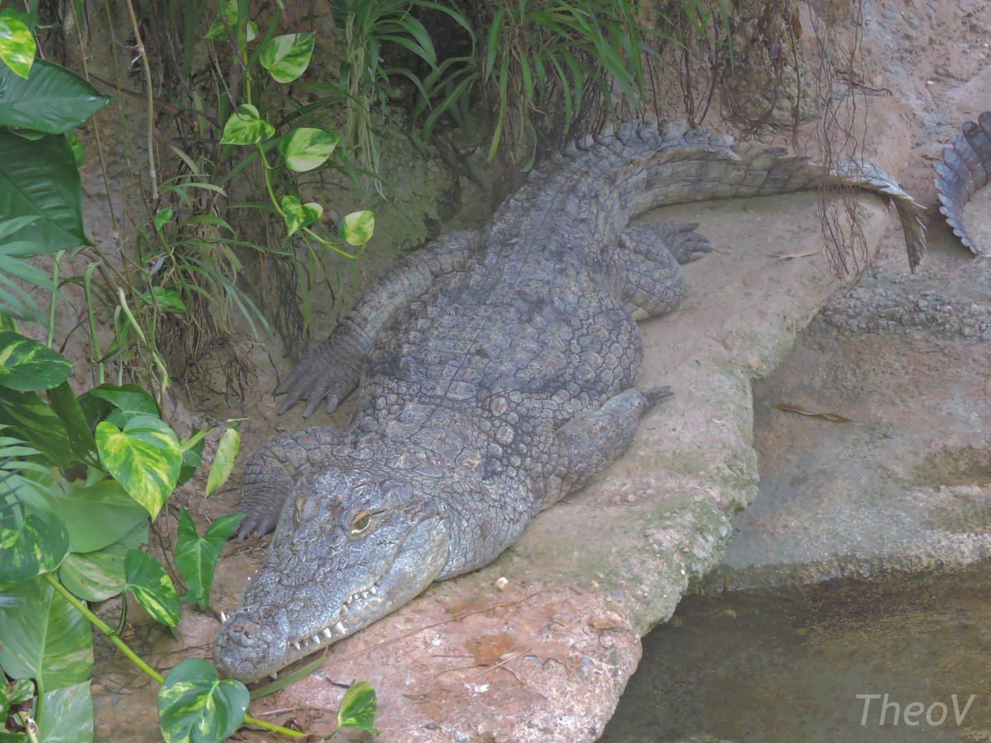 West African crocodile [2015]