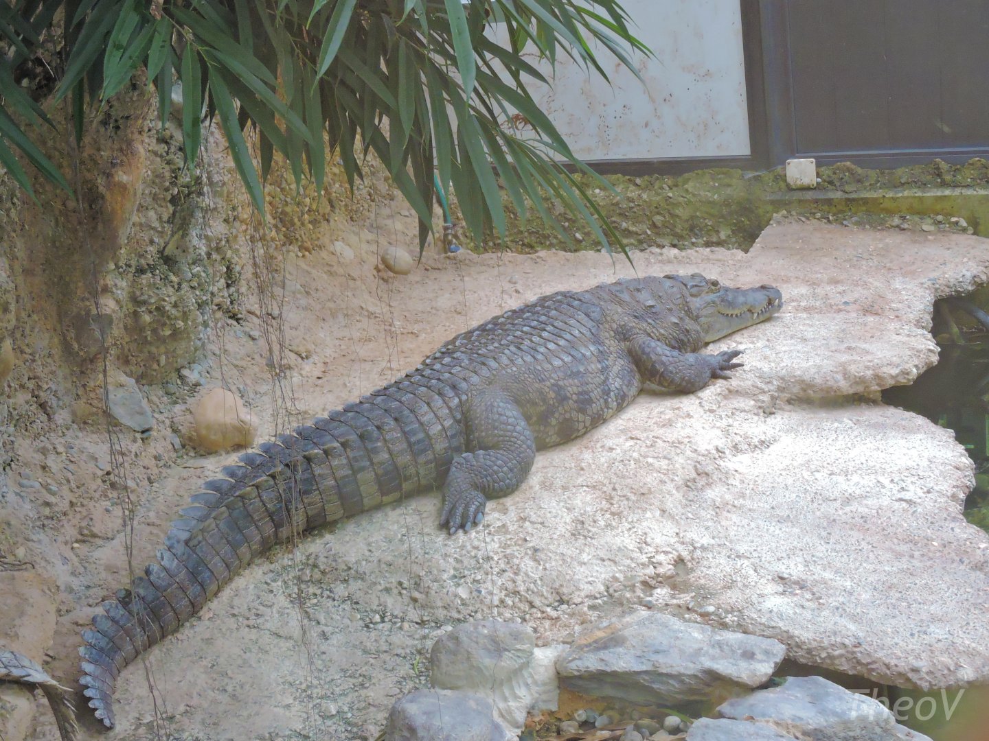 West African crocodile [2015]