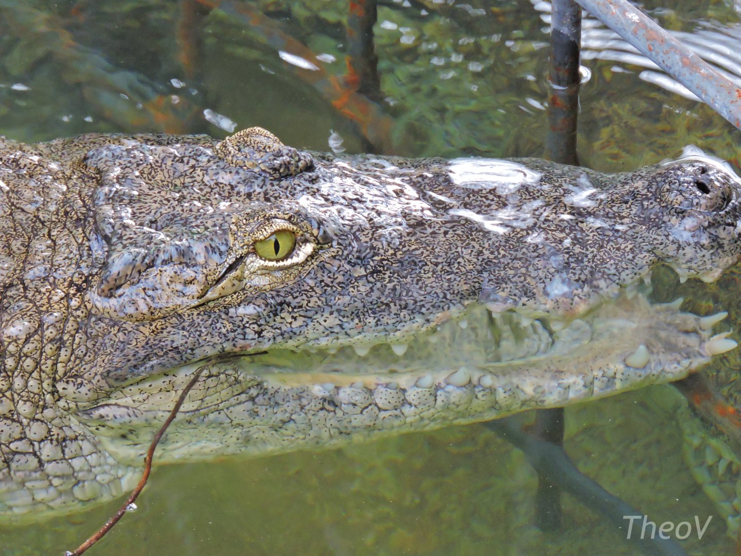 West African crocodile [2016]