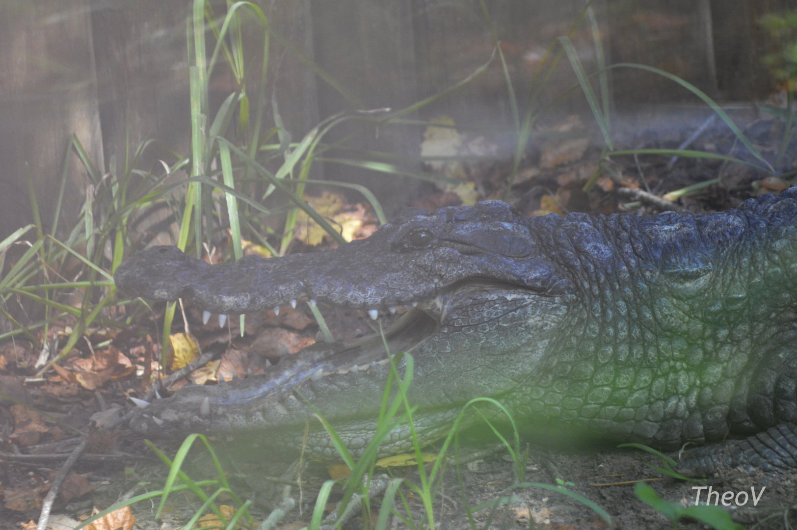 West African crocodile [2017]