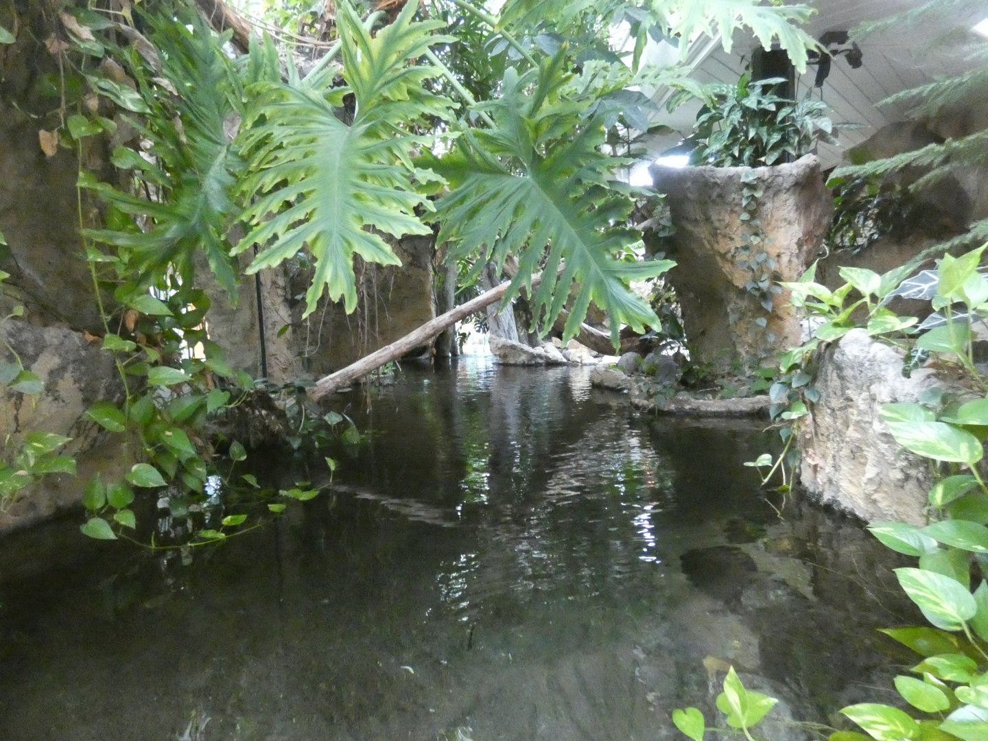 West African crocodile enclosure