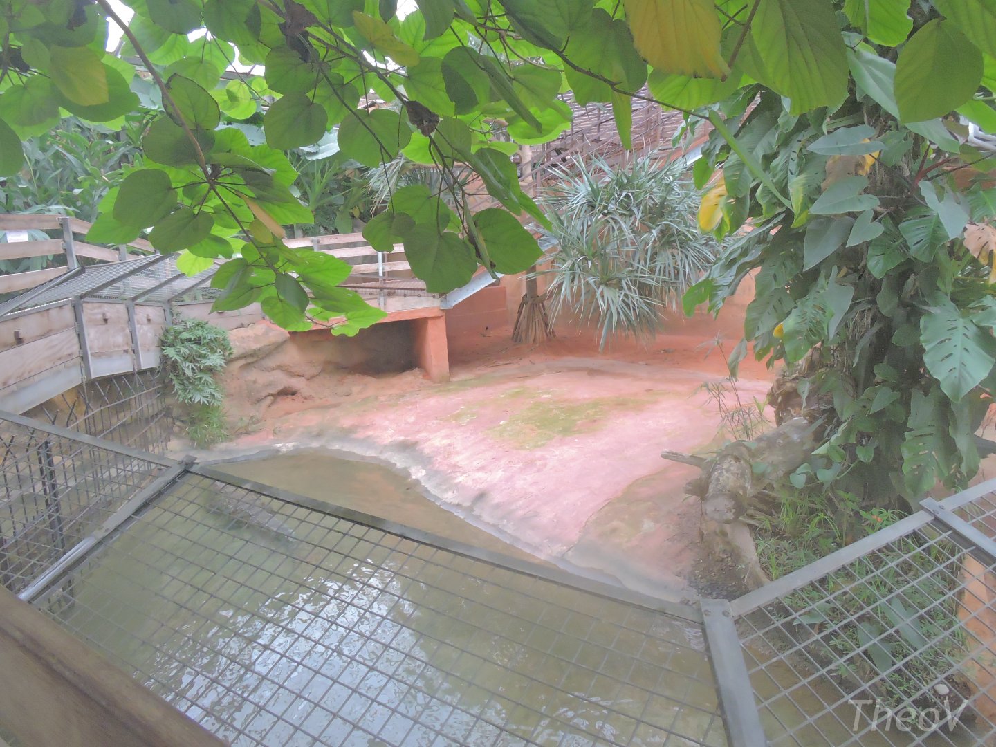 West African crocodile exhibit [2016]