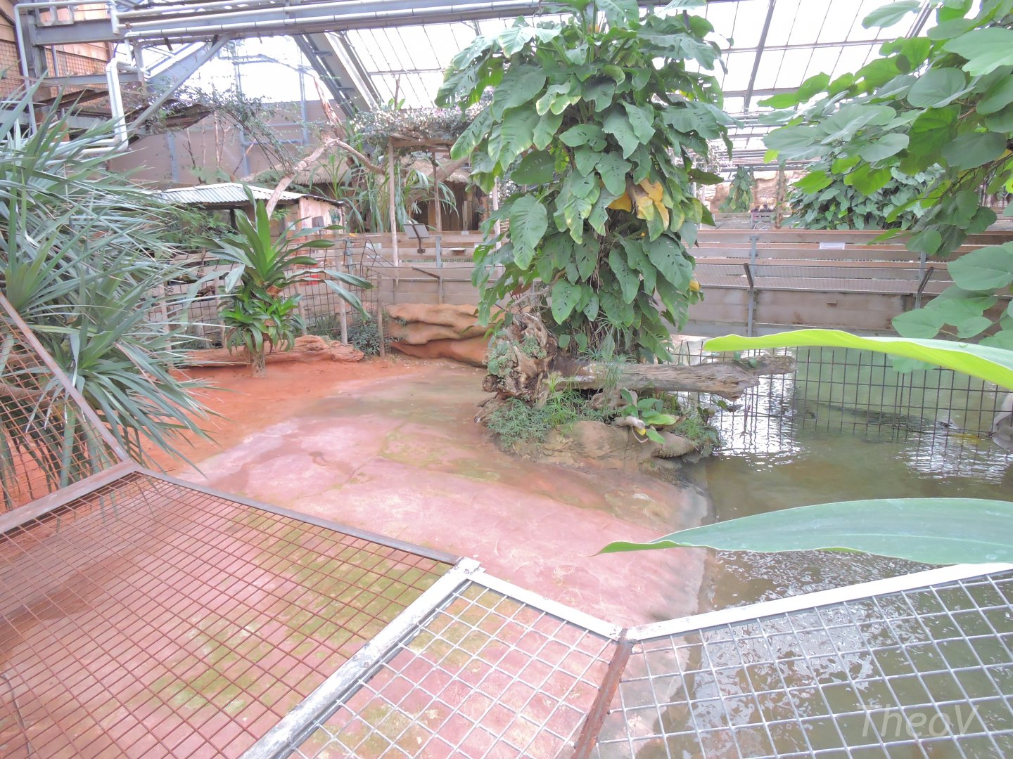 West African crocodile exhibit [2016]