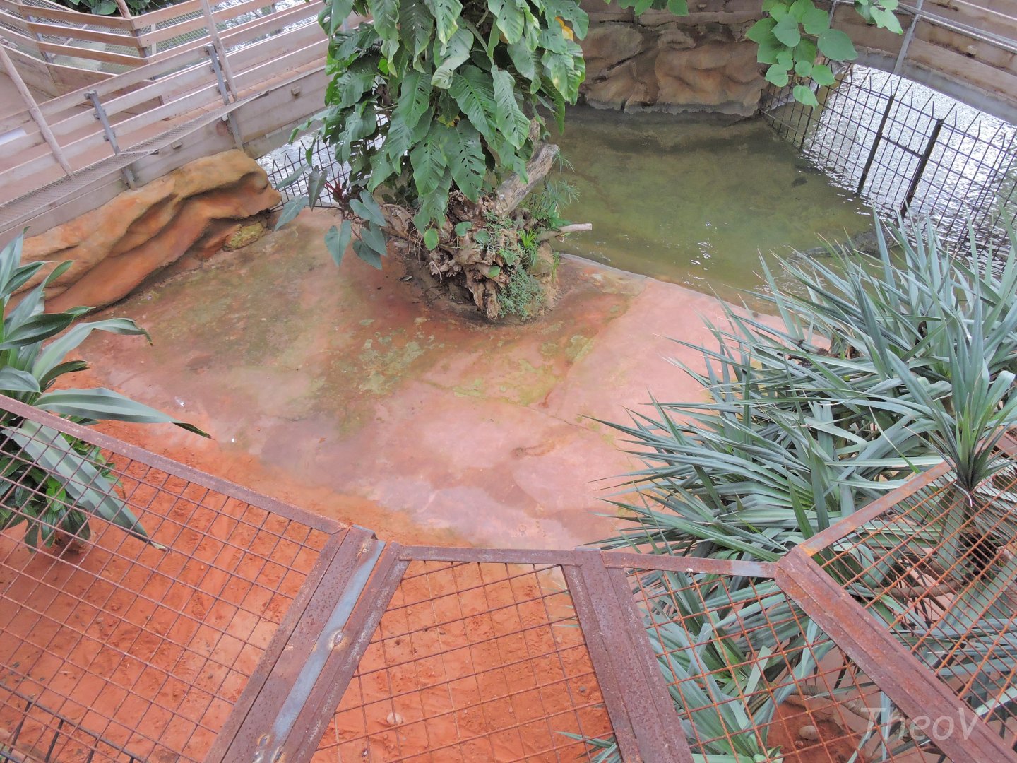 West African crocodile exhibit [2016]