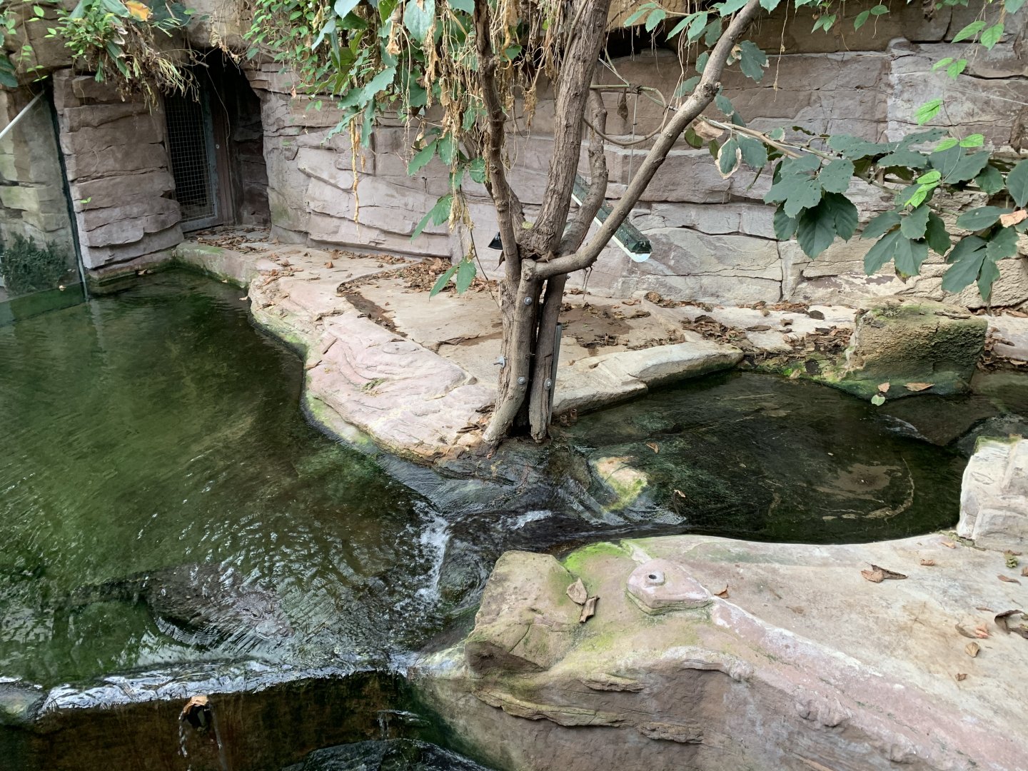 West African Crocodile exhibit