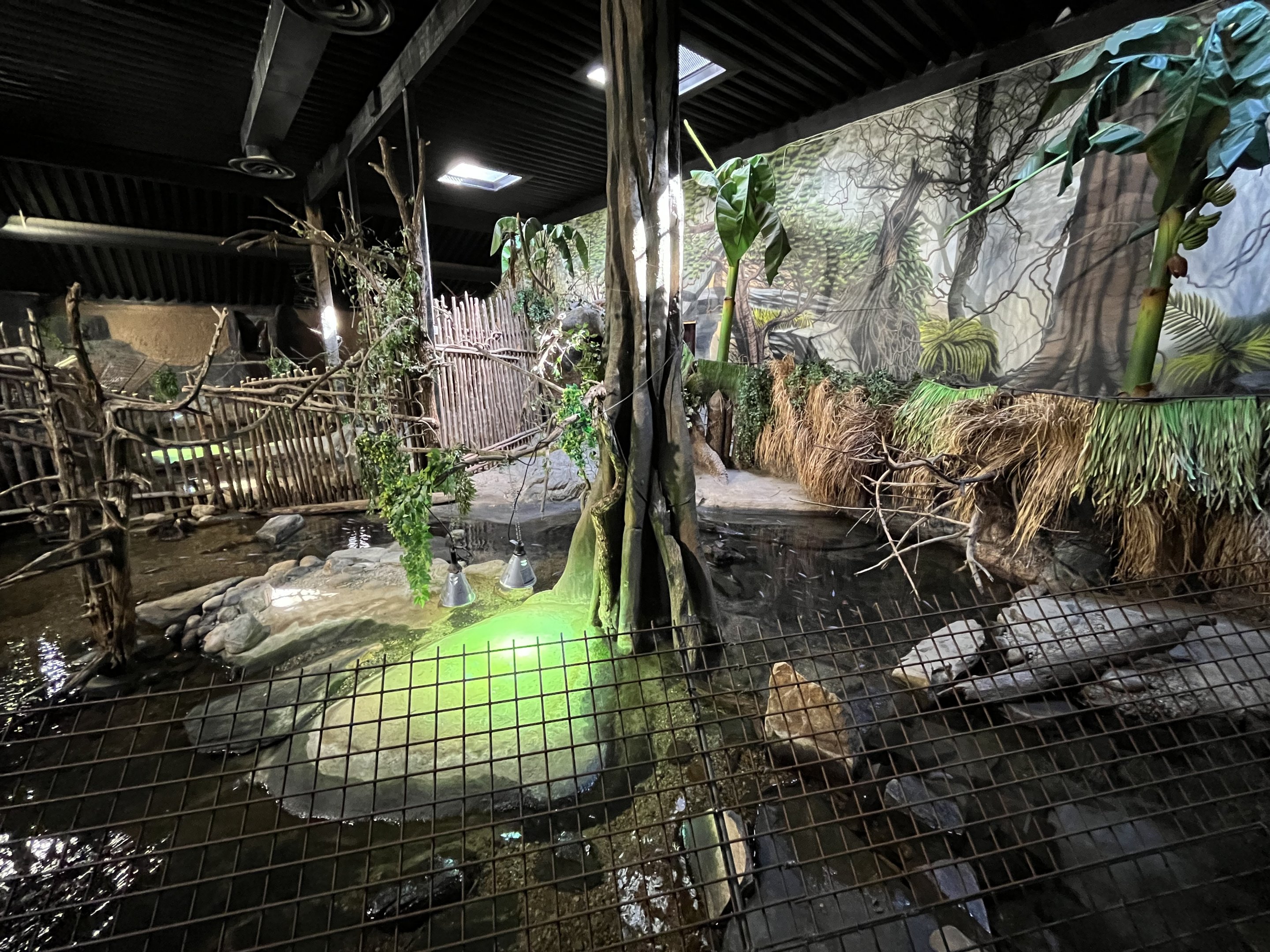 West African Crocodile Exhibit