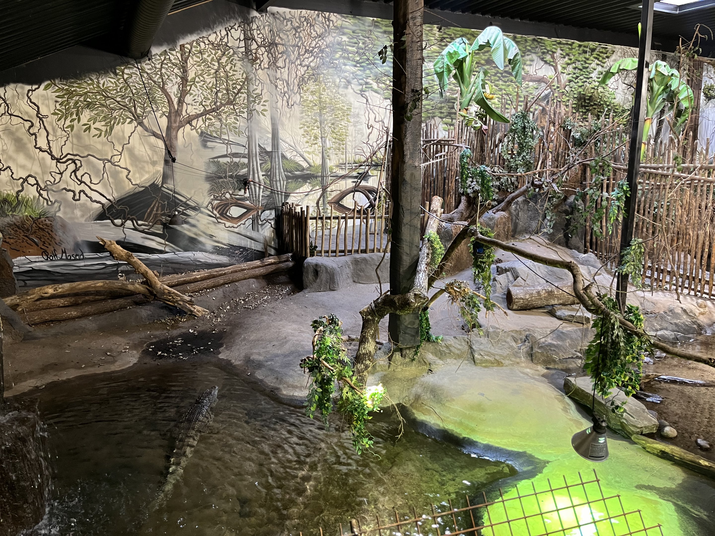 West African Crocodile Exhibit