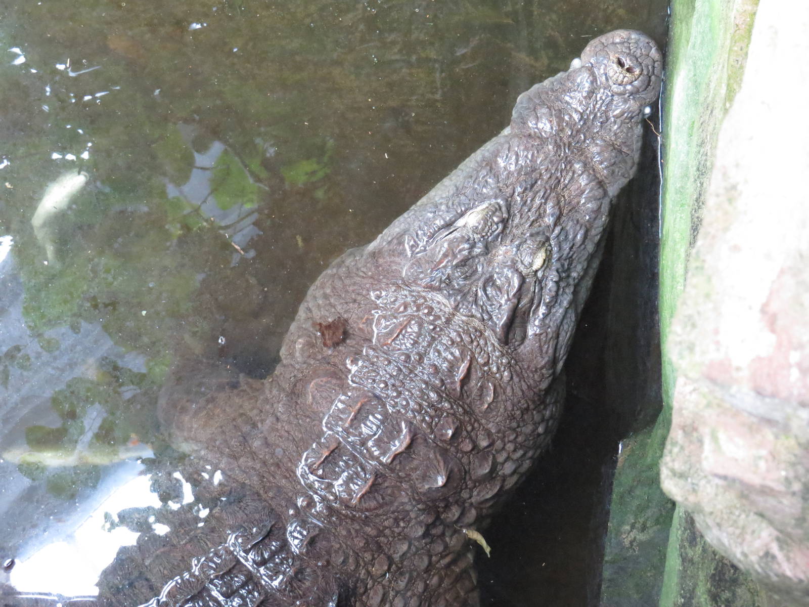 West African crocodile, June 2015.