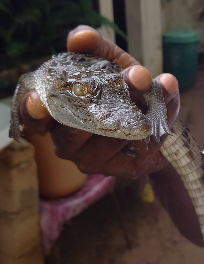 West African crocodile - juvenile