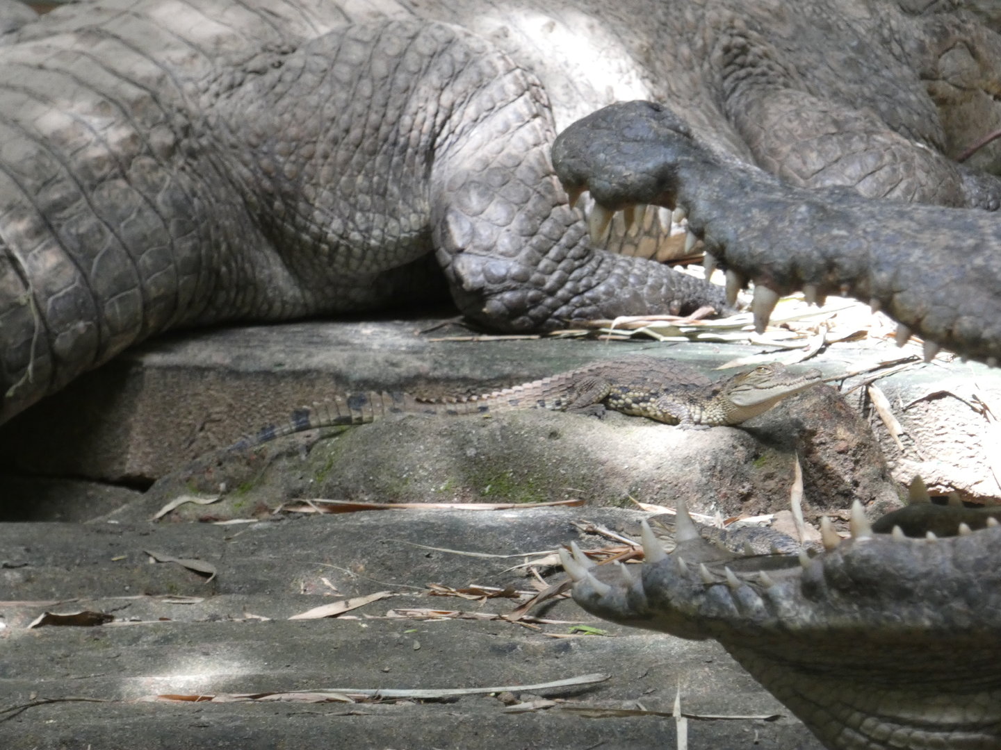 West African crocodile juvenile