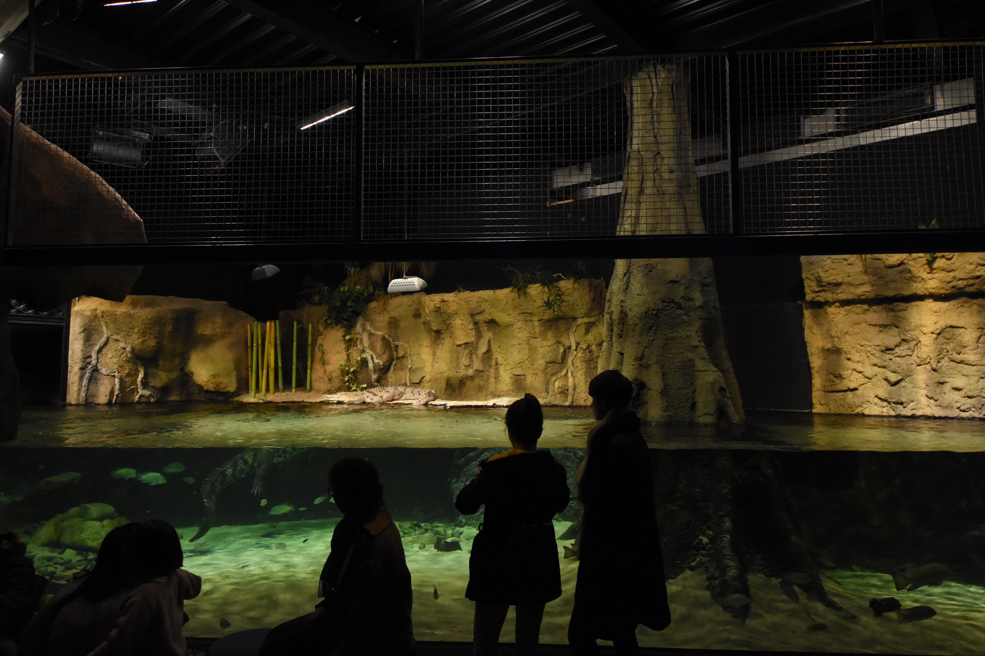 West-African crocodile tank