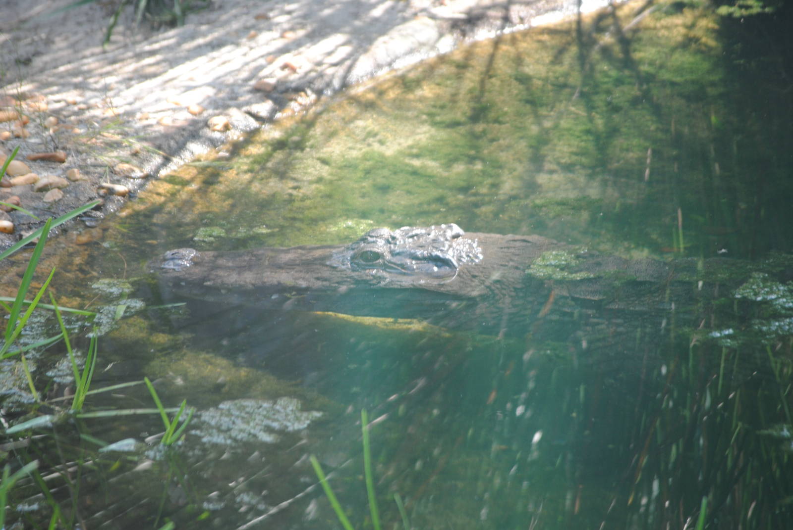 West African Crocodile