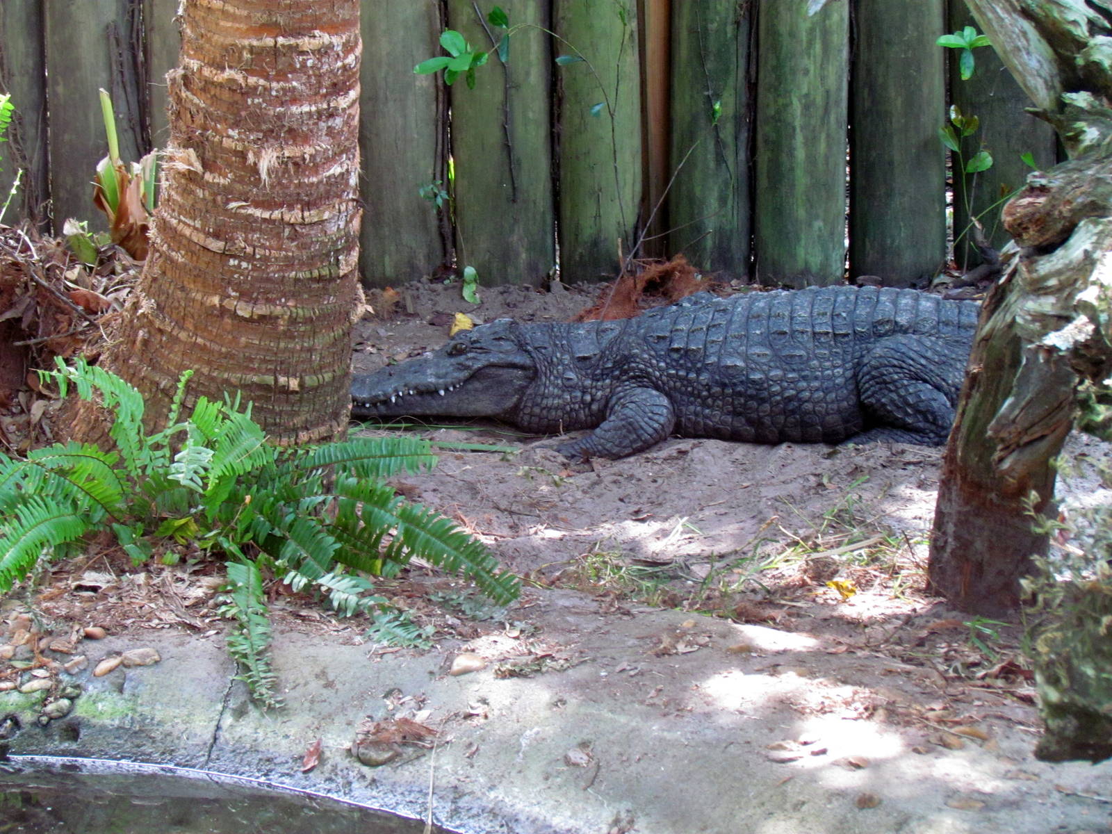 West African Crocodile