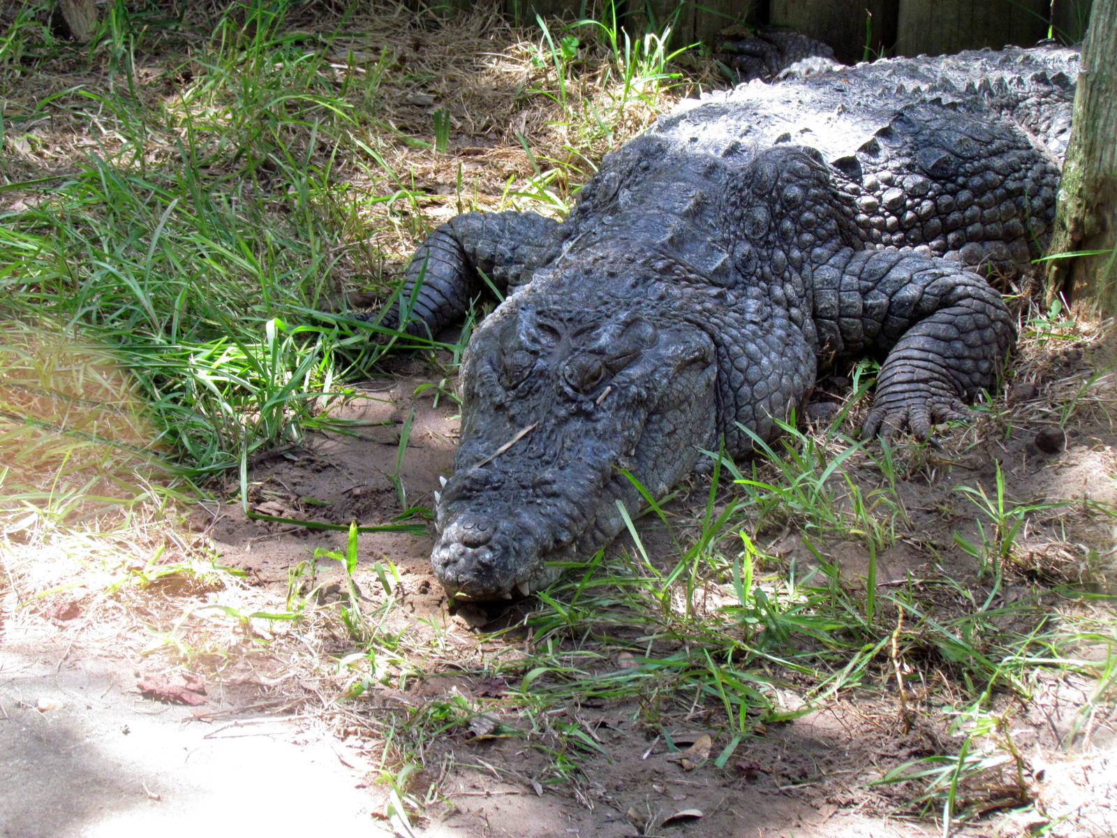West African Crocodile