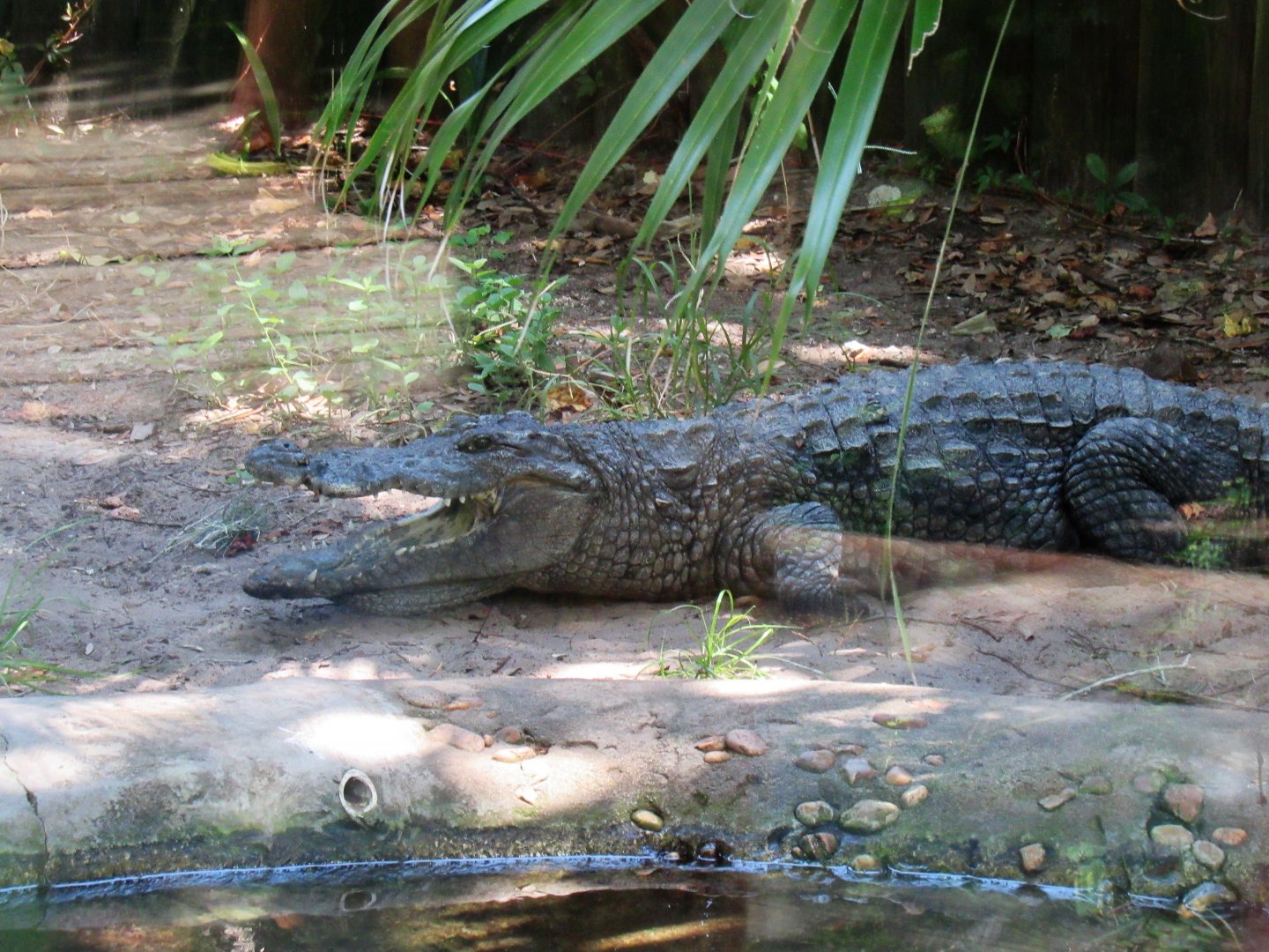 West African Crocodile