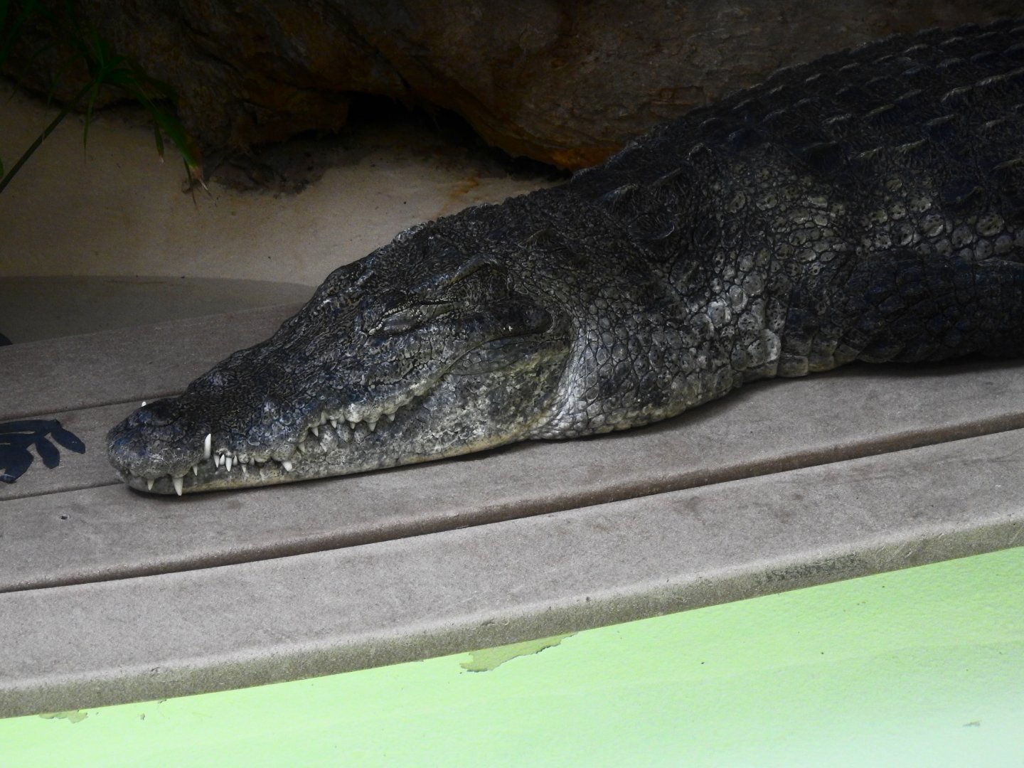 West African Crocodile