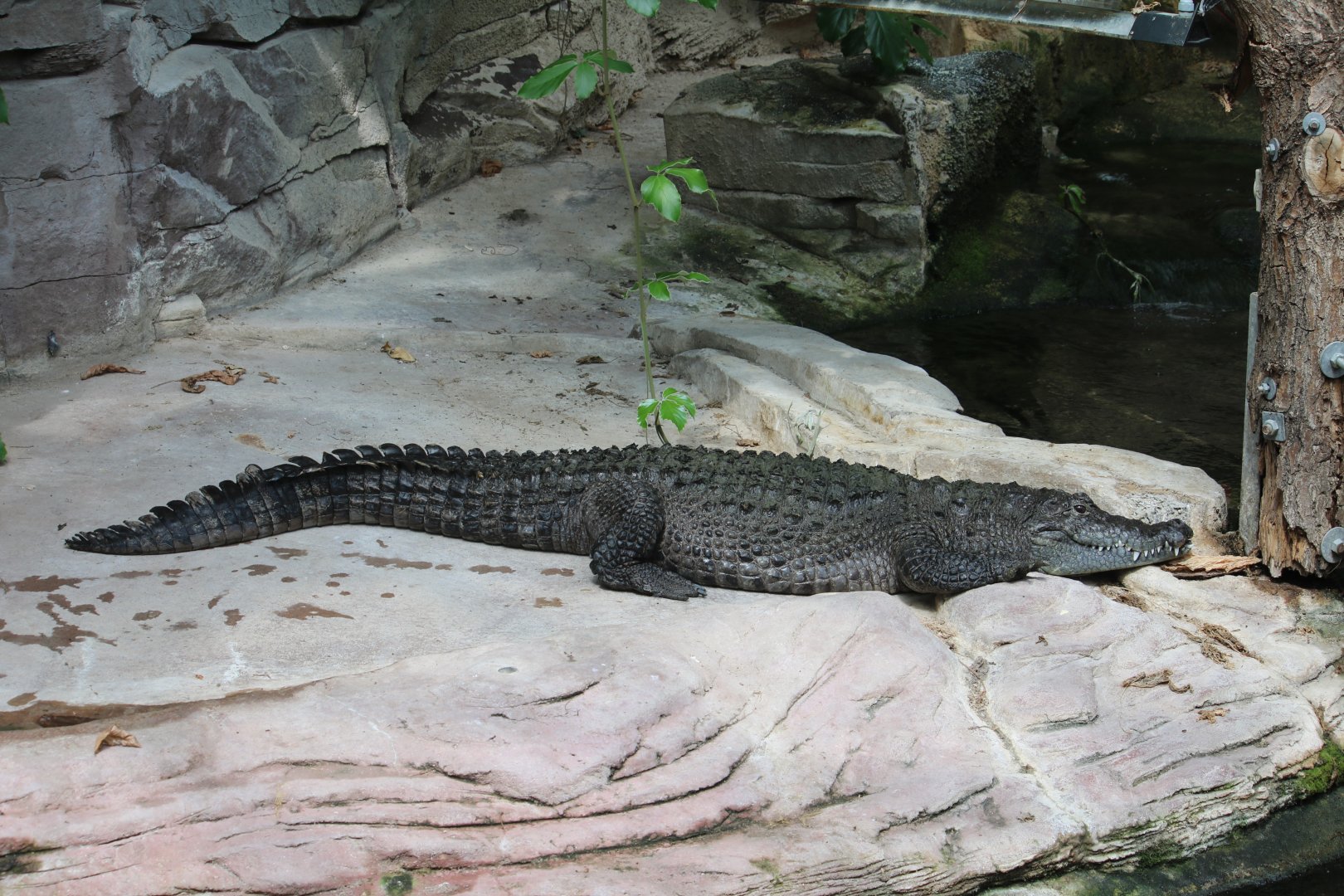West African crocodile