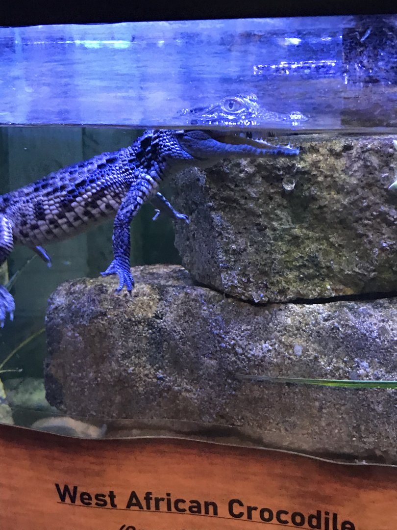 West African crocodile