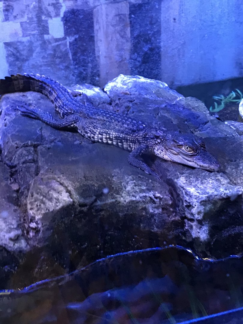 West African crocodile