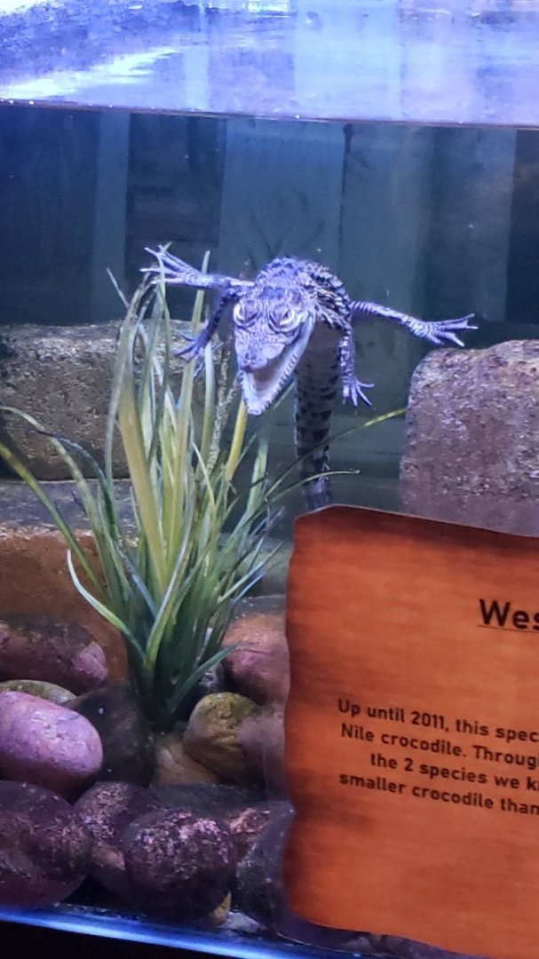 West African crocodile