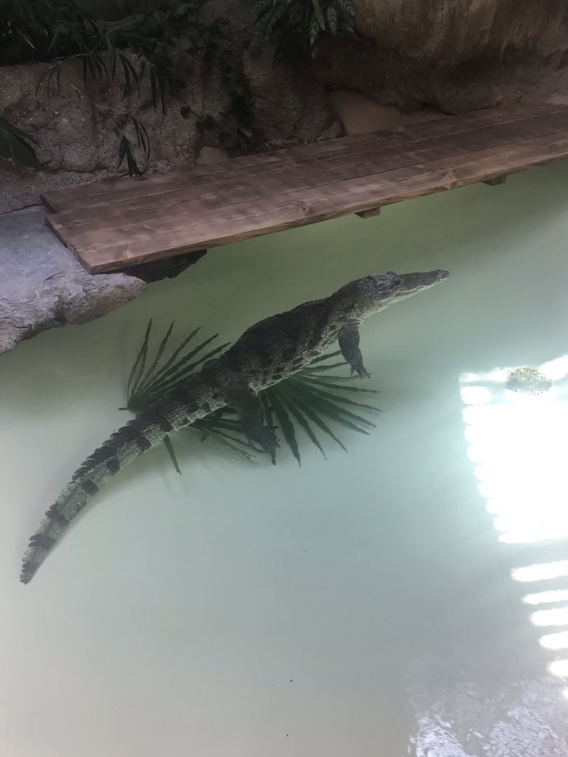 West African crocodile