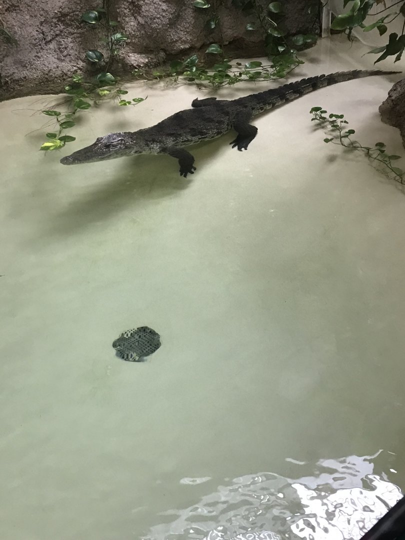 West African crocodile