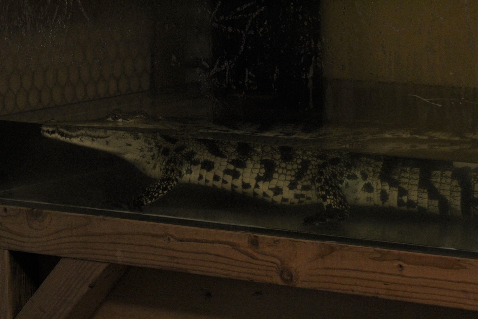 "West African" Crocodile