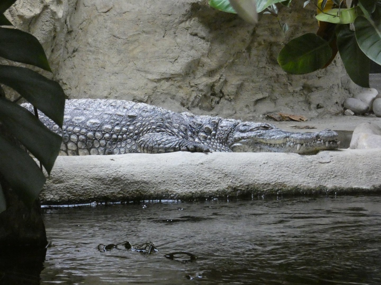 West African crocodile