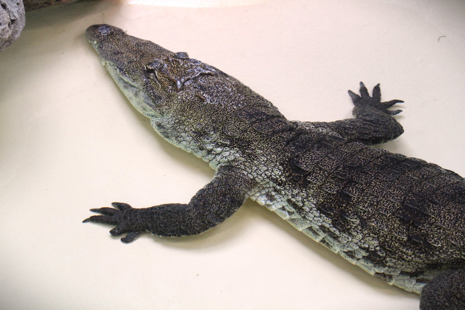 West African Crocodile