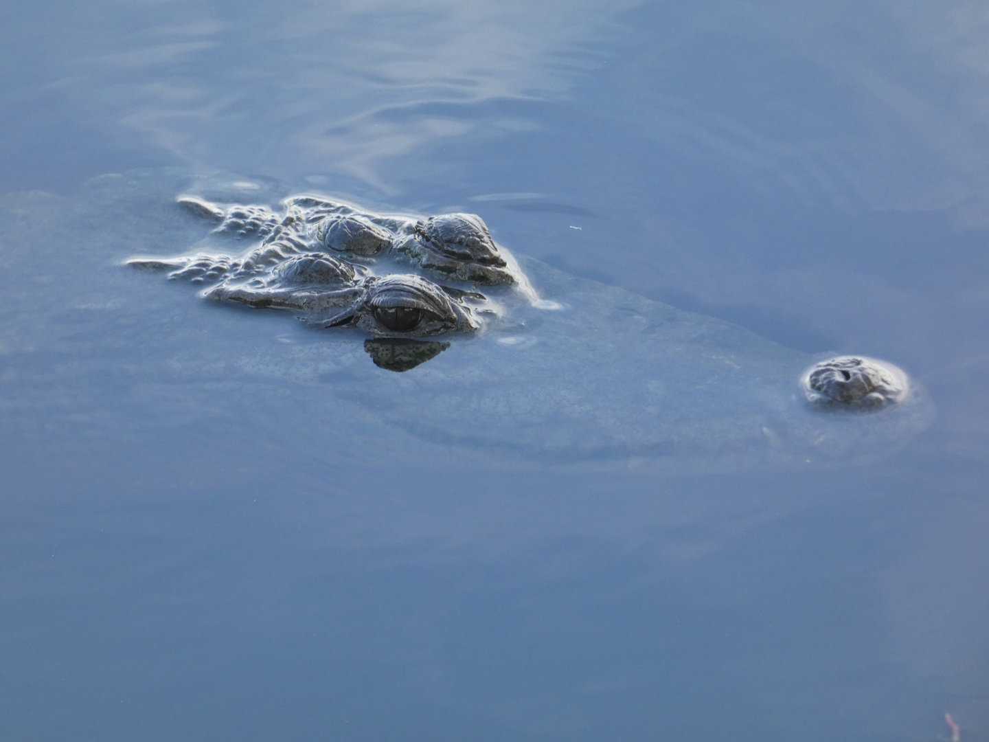 West African crocodile
