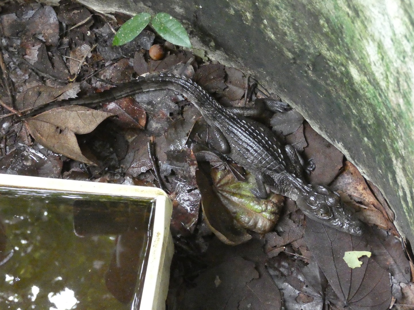 West African crocodile